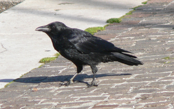 Carrion Crow in Lake Geneva