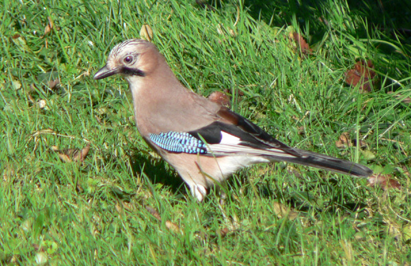 European Jay in Jardin Botanique, Geneva