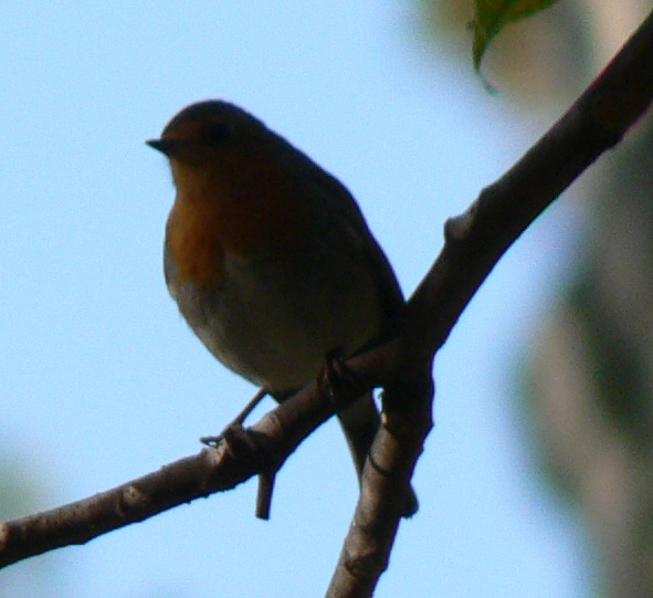 European Robin in Parc des Bastions