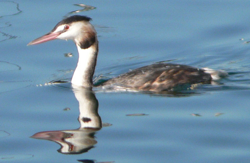 Great Crested Grebe in Lake Geneva