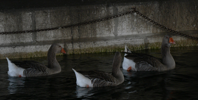 Greylag Geese in Lake Geneva