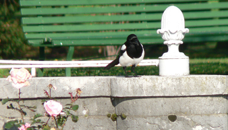Magpie in Parc Mon Repos, Geneva