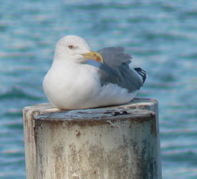 Yellow-legged Gull in Lake Geneva
