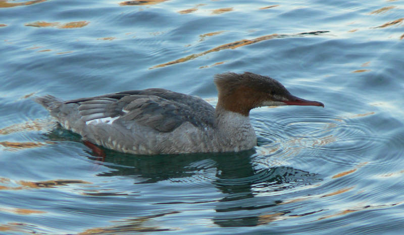 Goosander in Lake Geneva