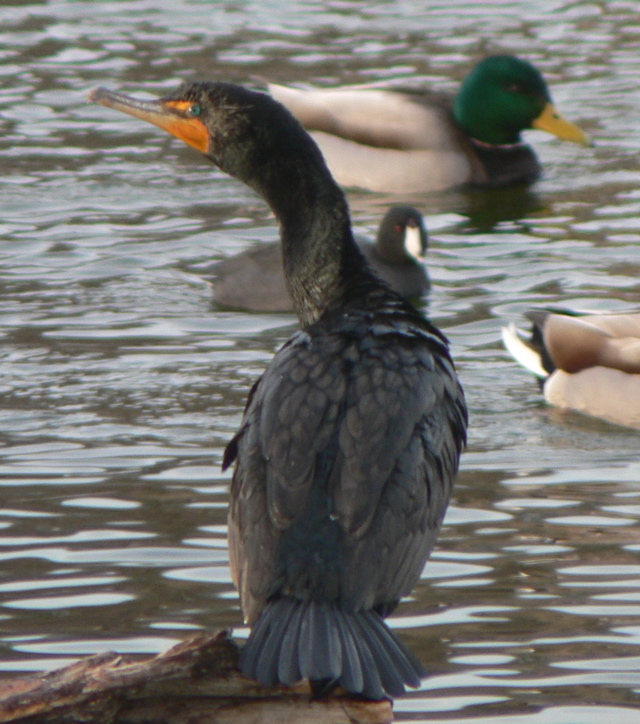 Green-eyed Double Crested Cormorant