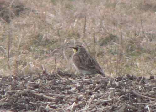 Horned Lark at Croton Point State Park