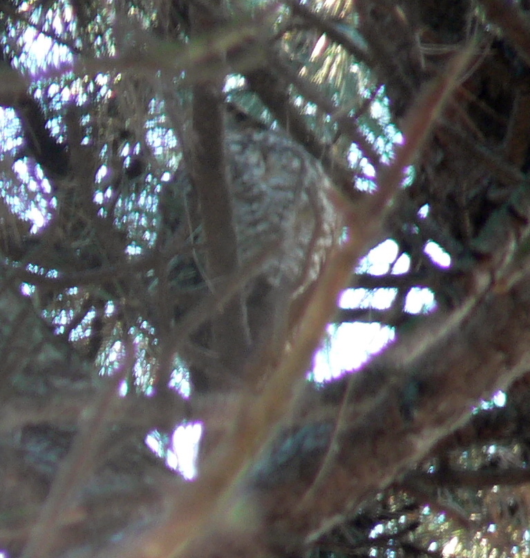 Long-eared Owl in pine tree