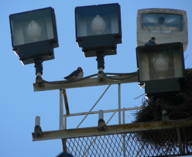 Peregrine Falcons perched over a Monk Parakeet nest at Brooklyn College