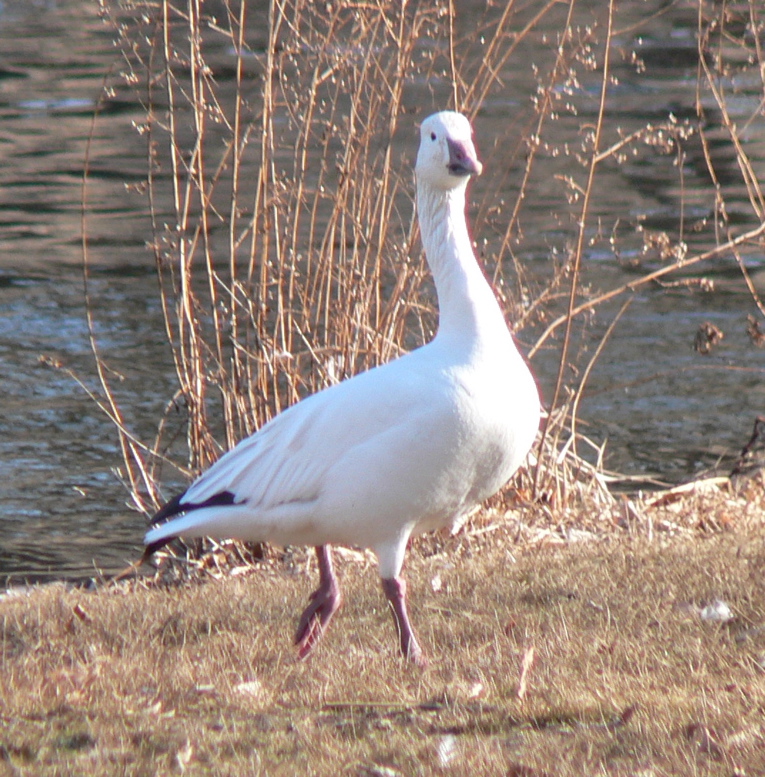Snow Goose in Prospect Park