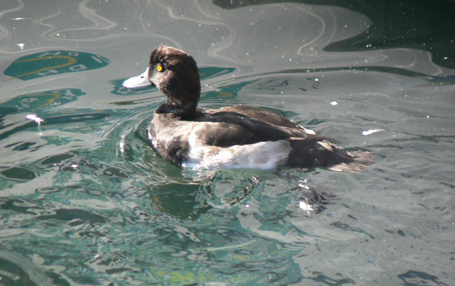 Tufted Duck in Lausanne