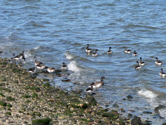 Brant in the Rockaways