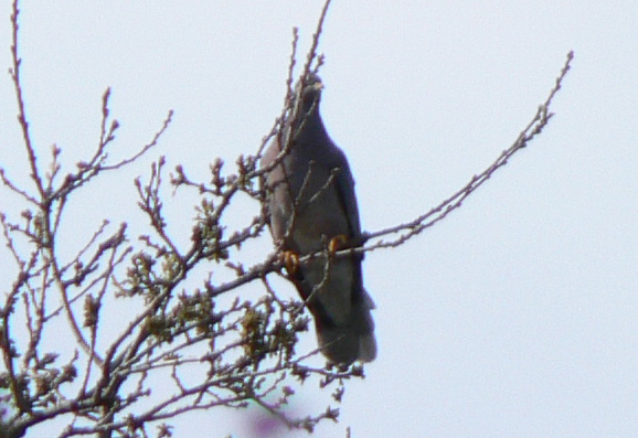 Band-tailed Pigeon at Arastradero