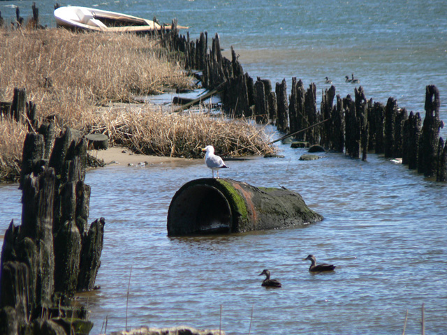 Herring Gull, 2 American Black Ducks, 4 Brant