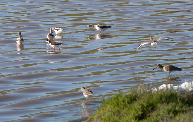 our Avocets, Two Yellowlegs, One Black-necked Stilt, and one Willet