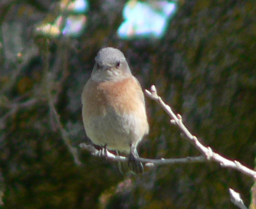 Female Western Bluebird at Arasatradero, 3-12-2006
