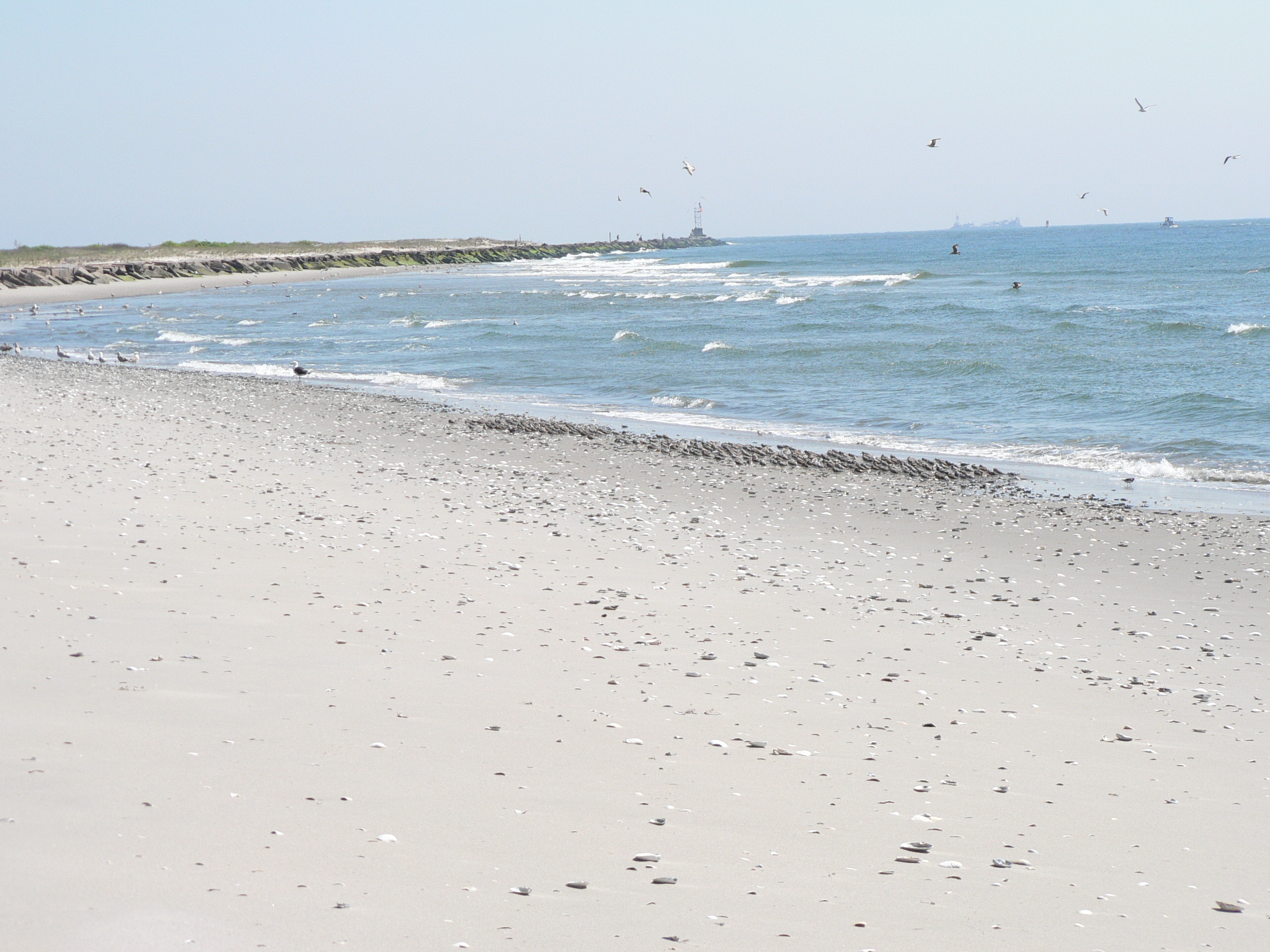 Sanderlings and other birds at Breezy Point