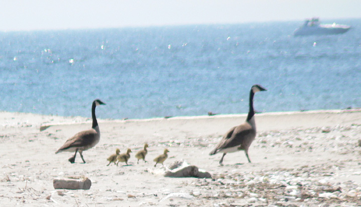 Canada Geese with four goslings entering bay at Breezy Point