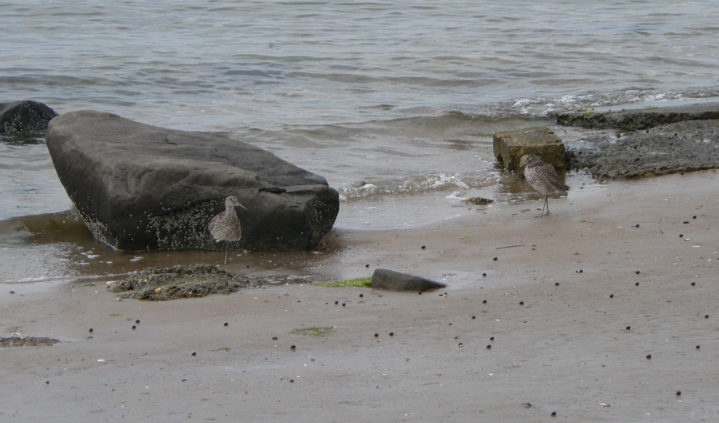 Willets