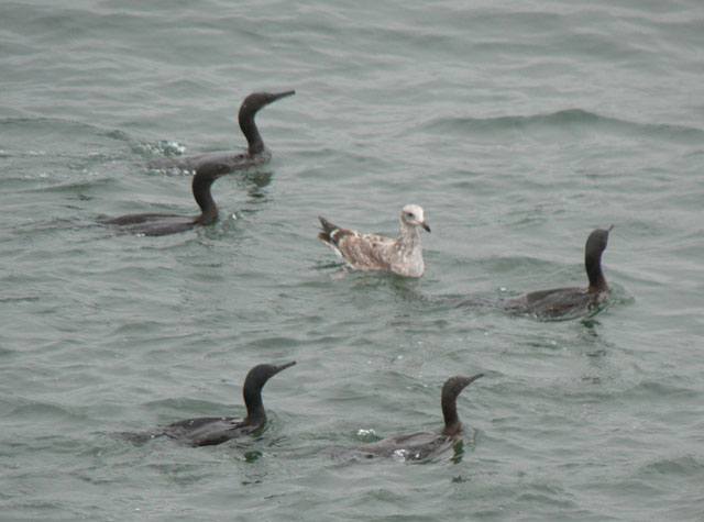 5 Brandt's Cormorants + immature gull