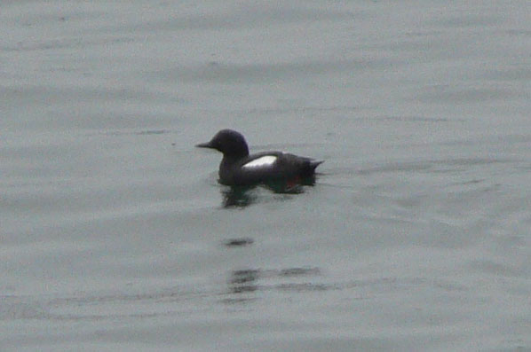 Pigeon Guillemot