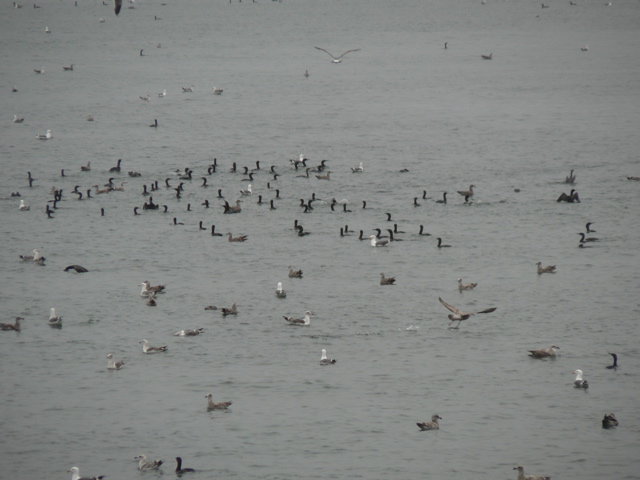 rafts of cormorants and gulls