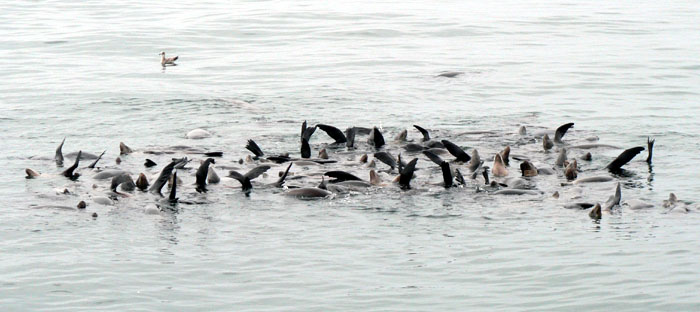 Seals