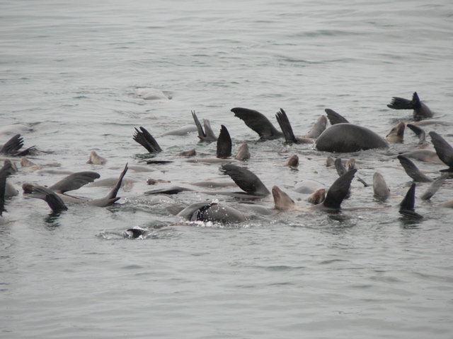 Seals