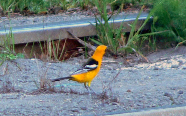 Hooded Oriole at Mission Dolores Park