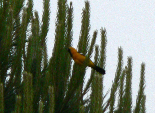 Hooded Oriole at Mission Dolores Park