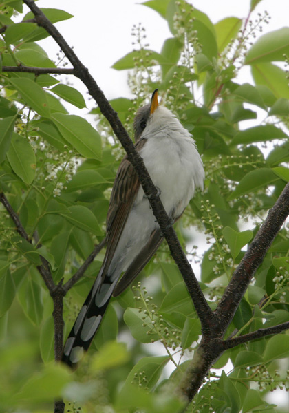 Yellow-billed Cuckoo in tree