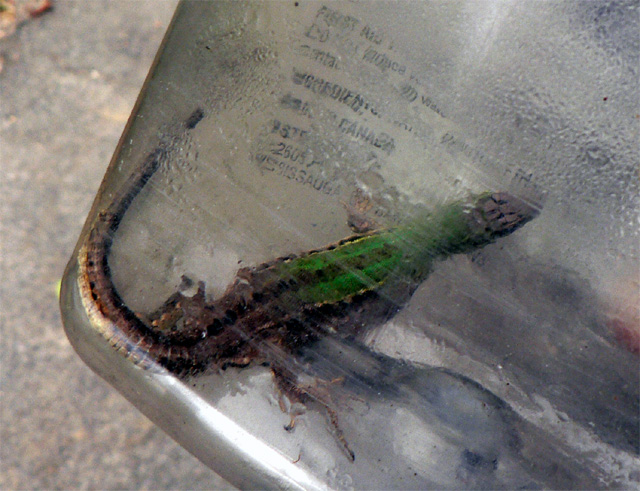 Green and brown lizard in a bottle