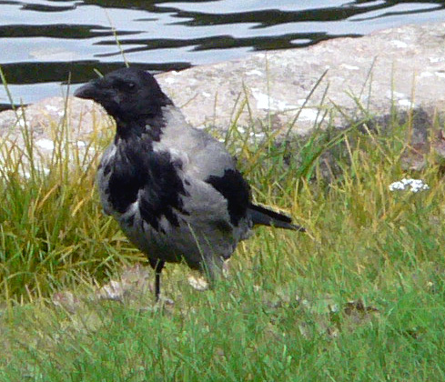 Hooded Crow at Vigeland Park
