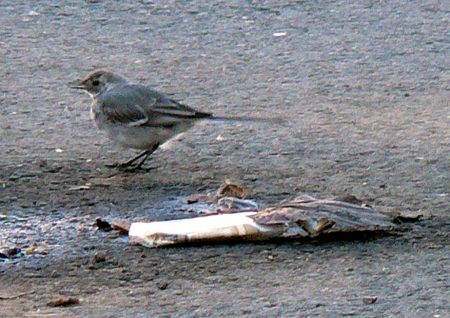 White Wagtail in Oslo, 2007-09-08