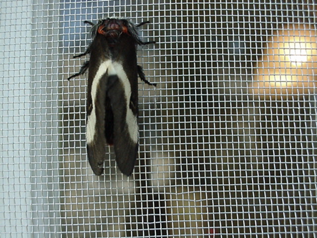 Black and white moth on screen door