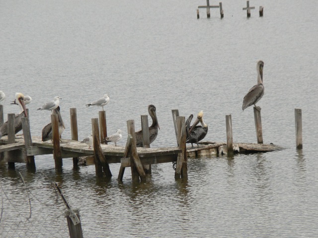 Brown Pelicans and Ring-billed Gulls on pier