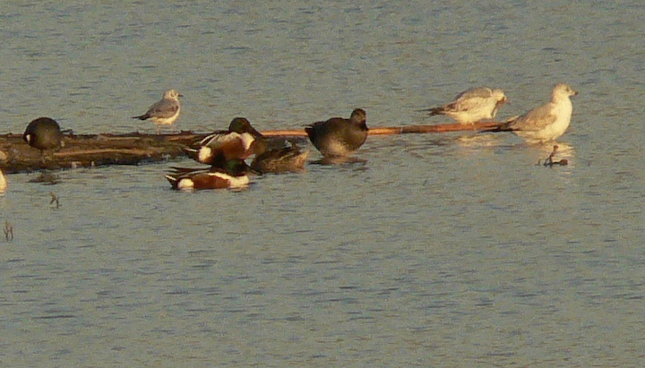 Small gull with Larger gulls