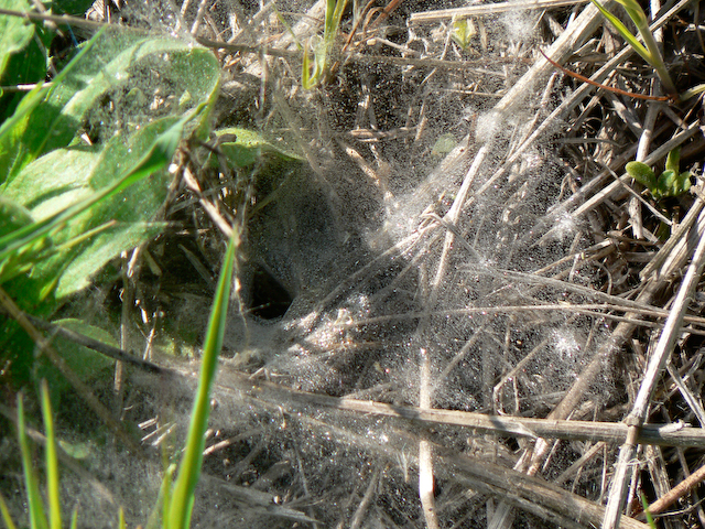 Dewy web in grass