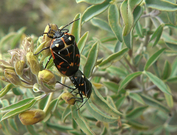 Black and orange true bugs mating