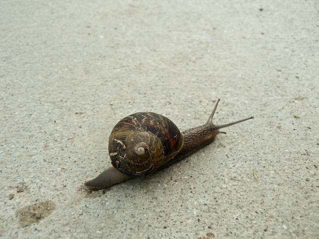 Snail crawling on sidewalk