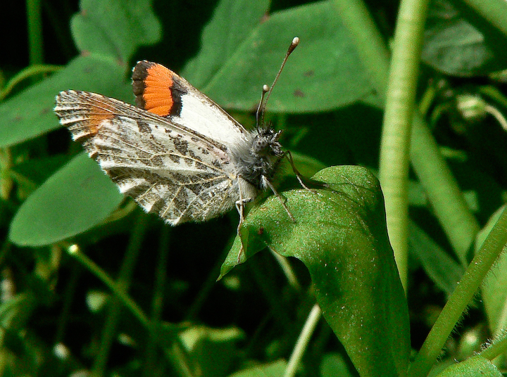 Orange-winged white butterfly