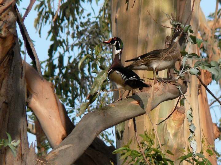 Male and female Wood Ducks in a Eucalyptus tree