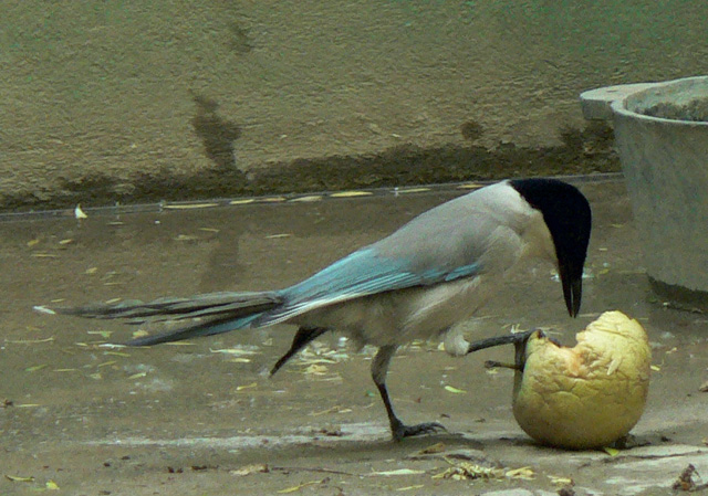 Azure-winged magpie 