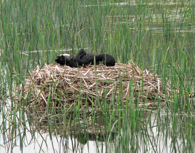 Black swan on nest