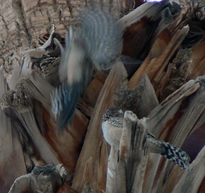 2 Cactus Wrens in a Palm Tree