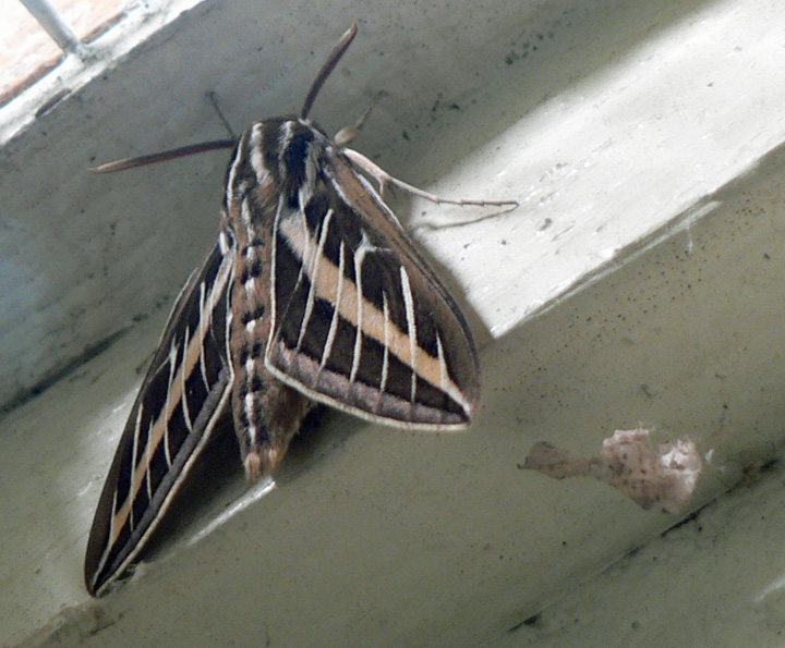 White striped brown sphinx moth