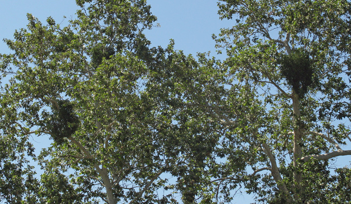 Mistletoe clusters in leafy trees