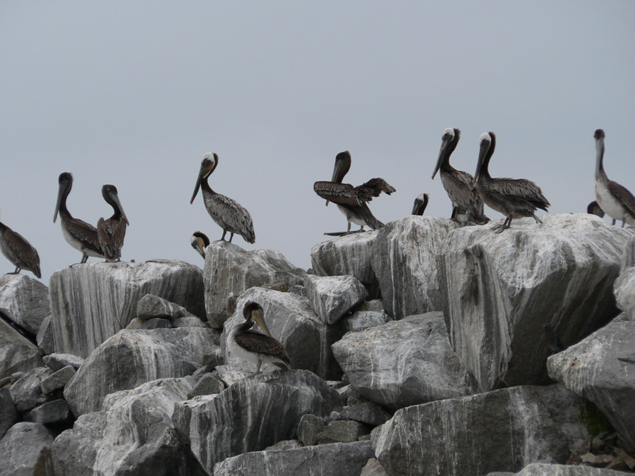 Brown pelicans on rock jetty