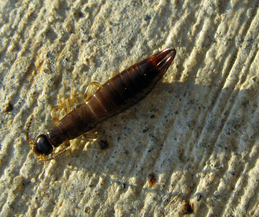 Brown insect with rear pincers