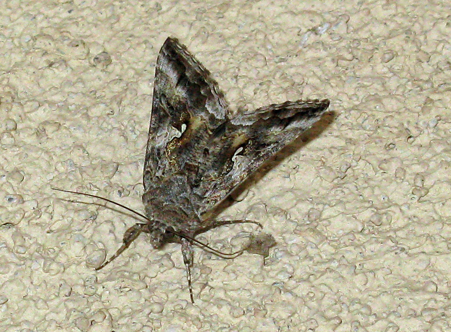 Grey moth on wall