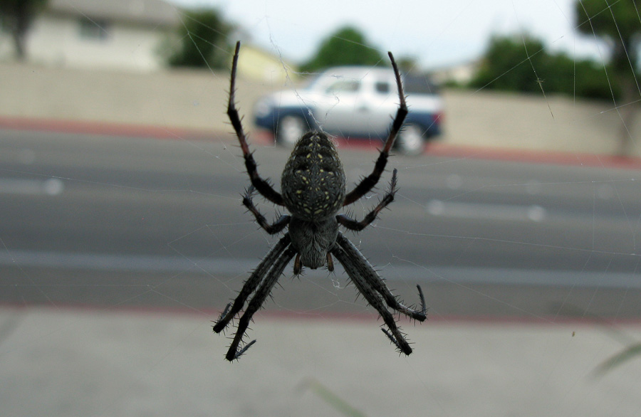 Large black spider in center of orb web